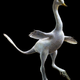Reconstruction of Halszkaraptor escuilliei. (Credit: Lukas Panzarin and Andrea Cau)
